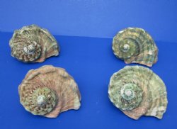 Wholesale Turbo Marmoratus 4" to 4-3/4", green turban shell -  2 pcs @ $16 each; 6 pcs @ $14 each