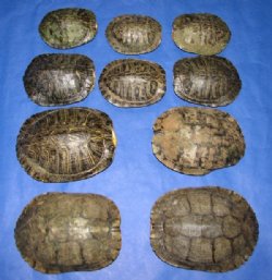 9 inches Red Eared Slider Turtle Shells Wholesale - 2 pcs @ $20.00 each; 6 pcs @ $18.00 each 