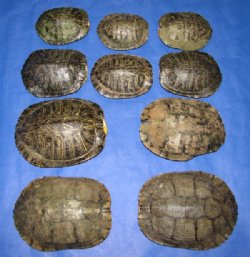 7 inches Red Eared Slider Turtle Shells Wholesale -  2 pcs @ $13.00 each; 10 pcs @ $11.70 each