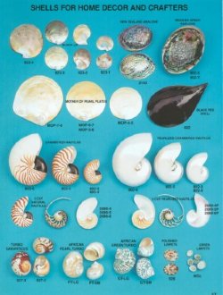 Importer, Distributor And Wholesaler Of Seashells In Florida