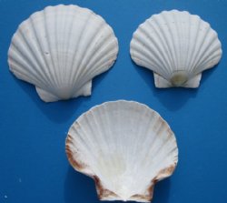 Scallop Shells for Crafts 4-5 Inches, 10Pcs Large Sea Shells for Decorating,  Whi