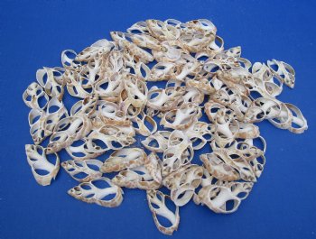 Wholesale Center Cut Babylonia Zeyland seashells in bulk 2 to 3 inches - 100 pieces @ .18 each; 500 pcs @ $.16 each