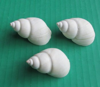 White Babylonia Zeylanica Hermit Crab Shells Wholesale 1-1/4" to 2" - 1 kilo bag @ $5.00/kilo (Min: 2 kilos)