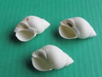 White Babylonia Zeylanica Hermit Crab Shells Wholesale 1-1/4" to 2" - 1 kilo bag @ $5.00/kilo (Min: 2 kilos)