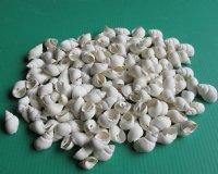 White Babylonia Zeylanica Hermit Crab Shells Wholesale 1-1/4" to 2" - Case of 16 kilos at $4.50/kilo.