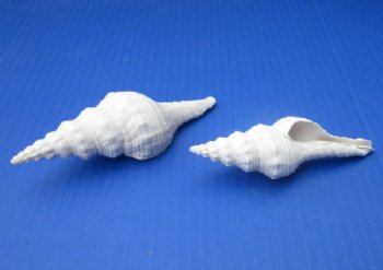 Wholesale White Fusinus Nicobaricus shells 3-1/2 inch to 4-1/2 inch - 25 pcs @ $.45 each; 150 pcs @ $.37 each