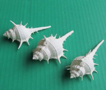 Wholesale White Murex Ternispina shells for shell crafts, 3" to 3-3/4" - 50 pcs @ $.15 each;  500 pcs @ $.13 each 