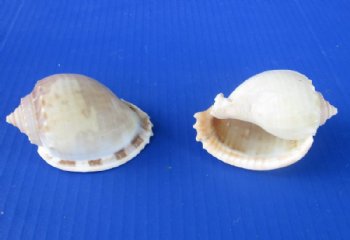 Wholesale Plain Bonnet Shells, phalium glaucum, 4 to 4-3/4 inches - 10 pcs @ $1.00 each; 60 pcs @ $.90 each