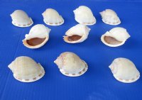 Wholesale Plain Bonnet Shells, phalium glaucum, 2 to 3-3/4 inches - 25 pcs @ $.30 each; 200 pcs @ $.27 each