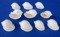 Wholesale White Bonnet Shells, 3 to 4 inches - 10 pcs @ $.70 each; 100 pcs @ $.63 each