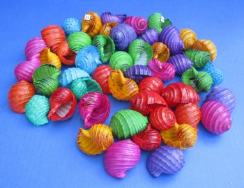 Wholesale Dyed Tonna Tessalatta for Crafts in assorted colors 1-1/2" to 2-1/2" - 50 @ $.30 each; 300 pcs @ $.26 each