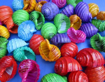 Wholesale Dyed Tonna Tessalatta for Crafts in assorted colors 1-1/2" to 2-1/2" - 50 @ $.30 each; 300 pcs @ $.26 each