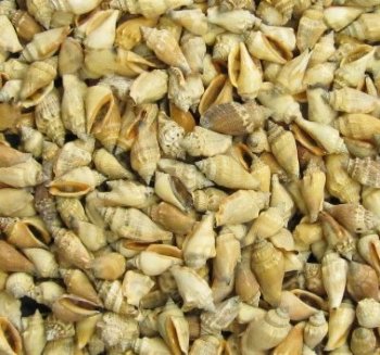 Wholesale brown chulla strombus conch shells 1"-1-1/2" - 10 kilos @ $1.50 kilo (Min 2 cases) 