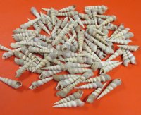 Wholesale Turritella, Duplicate Turritella 3" to 4"- Packed: 100 pcs @ $.18 each; 500 pcs @ $.16 each