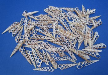 Wholesale Center Cut Turritella Duplicata seashells in bulk 2 to 3 inches - 100 pieces @ .18 each; 500 pcs @ $.16 each