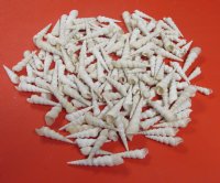 Wholesale White Turritella, Duplicate Turritella 1" to 3"- 1 kilo bag @ $5.00/kilo (Min: 2 kilos)