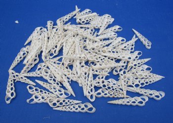 Wholesale Center Cut White Turritella Duplicata seashells in bulk 2 to 3 inches - 100 pieces @ .18 each; 500 pcs @ $.16 each