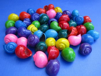 Wholesale dyed Pila Globosa or Apple snail Shells for Crafts in assorted colors 1-1/4" to 2" - 50 @ $.25 each; 200 pcs @ $.20 each