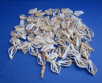 Wholesale Center Cut Strombus Marginatus seashells in bulk 2 to 3 inches - 100 pieces @ .18 each; 500 pcs @ $.16 each