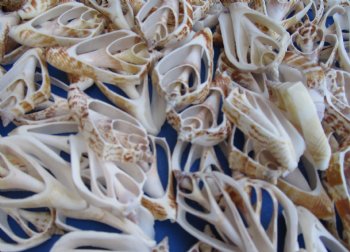 Wholesale Center Cut Strombus Marginatus seashells in bulk 2 to 3 inches - 100 pieces @ .18 each; 500 pcs @ $.16 each