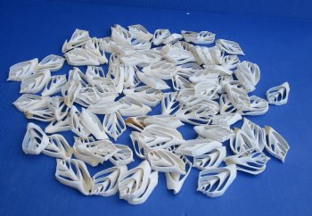 Wholesale Center Cut White Strombus Marginatus seashells in bulk 2 to 3 inches - 100 pieces @ .18 each; 500 pcs @ $.16 each