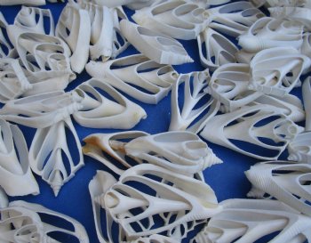 Wholesale Center Cut White Strombus Marginatus seashells in bulk 2 to 3 inches - 100 pieces @ .18 each; 500 pcs @ $.16 each