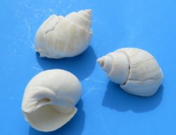 Wholesale delphinula laciniata shells for crafts