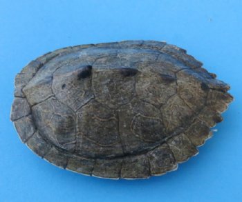 Map Turtle Shells Wholesale 3 inches to 4-7/8 inches wide - 4 pcs @ $11.50 each: 12 pcs @ $10.35 each