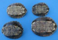 Map Turtle Shells Wholesale 3 inches to 4-7/8 inches wide - 4 pcs @ $11.50 each: 12 pcs @ $10.35 each