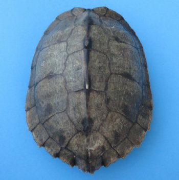 Map Turtle Shells Wholesale 7 inches to 7-7/8 inches -  2 pcs @ $13.00 each: 10 pcs @ $11.70 each