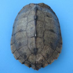 Map Turtle Shells W...