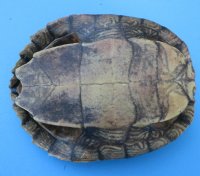 Map Turtle Shells Wholesale 7 inches to 7-7/8 inches -  2 pcs @ $13.00 each: 10 pcs @ $11.70 each