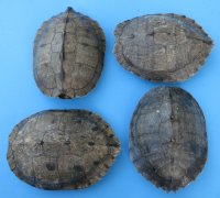 Map Turtle Shells Wholesale 7 inches to 7-7/8 inches -  2 pcs @ $13.00 each: 10 pcs @ $11.70 each