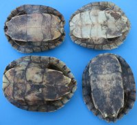 Map Turtle Shells Wholesale 7 inches to 7-7/8 inches -  2 pcs @ $13.00 each: 10 pcs @ $11.70 each