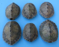 Map Turtle Shells Wholesale 3 inches to 4-7/8 inches wide - 4 pcs @ $11.50 each: 12 pcs @ $10.35 each