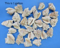 Wholesale hawk-wing conch shells -  $9.50 a gallon;