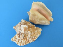 Wholesale hawk-wing conch shells -  $9.50 a gallon;