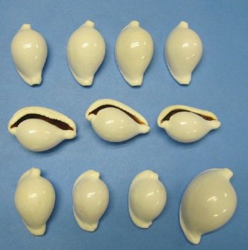 Wholesale Common Egg Cowrie Shells 1-7/8 to 2-7/8 inches - 10 pcs @ .60 each; 100 pcs @ .54 each