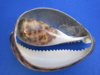 Wholesale Cut Tiger Cowrie shells, 2-1/4 inch to 3-1/4 inch - 75 pcs @ $.65 each