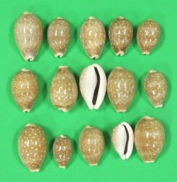 Wholesale polished deer cowries,  1"-1-1/2"  120  @ .06 ea; 600 @ .05 ea - 1-1/4"-2" 100 @ $.06 ea; 500 @ $.04 ea - 2"-2-1/2" 50 @ $.15 ea