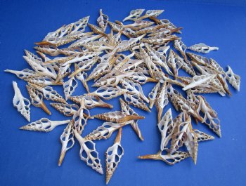 Wholesale Center Cut Turris seashells in bulk 2 to 3 inches - 100 pieces @ .18 each; 500 pcs @ $.16 each