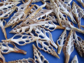 Wholesale Center Cut Turris seashells in bulk 2 to 3 inches - 100 pieces @ .18 each; 500 pcs @ $.16 each