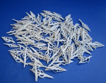 Wholesale White Center Cut Turris seashells in bulk 2 to 3 inches - 100 pieces @ .18 each; 500 pcs @ $.16 each