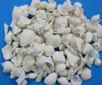 Wholesale large White Shell Mix for Weddings 1-1/4" to 3-3/4" - 10 Gallons @ $9.65 a gallon 