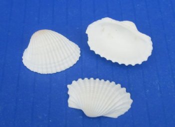 Wholesale Tiny White Cardium (Anadora Granosa), Ribbed Cockle shells 1/2" to 3/4" - 1 kilo bags @ $4.25/kilo (Min: 2 kilos)