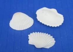 Wholesale Tiny White Cardium (Anadora Granosa), Ribbed Cockle shells 1/2" to 3/4" - 1 kilo bags @ $4.25/kilo (Min: 2 kilos)