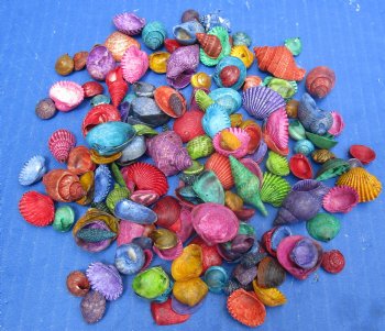 Wholesale Small Mixed Dyed shells for craft 1/2  to 1-1/2 inch in size - Case of 26 kilos @ $4.95/kilo