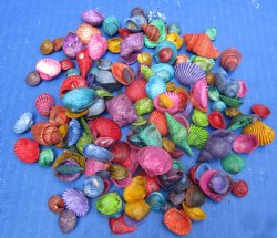 Wholesale Small Mixed Dyed shells for craft 1/2  to 1-1/2 inch in size - 1 kilo @ $5.50/kilo (Min: 2 kilos)