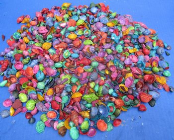 Wholesale Small Mixed Dyed shells for craft 1/2  to 1-1/2 inch in size - 1 kilo @ $5.50/kilo (Min: 2 kilos)