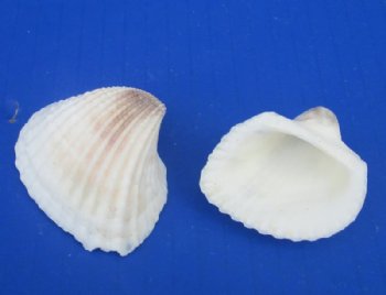 Wholesale Medium White Cardium (Anadora Scapa), Ribbed Cockle shells 1-1/4" to 1-3/4" - 1 kilo bags @ $4.00/kilo (Min: 2 kilos)